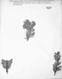 Cytospora pinastri image